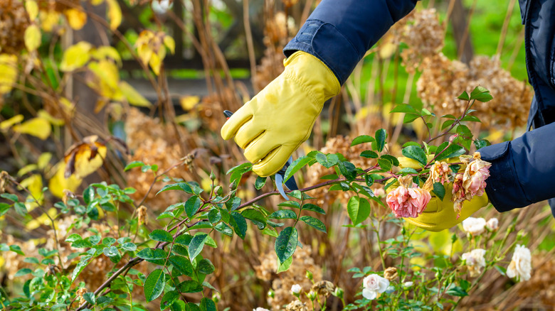 Person pruning perennials in the fall