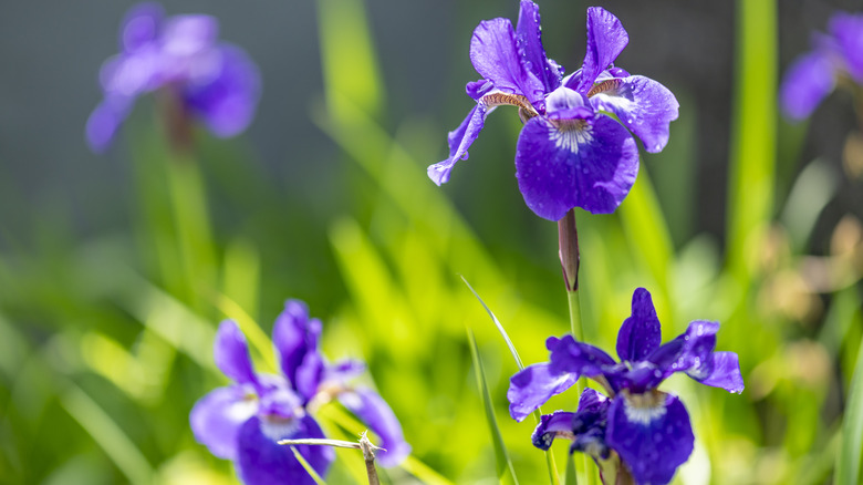 Purple iris in the summer
