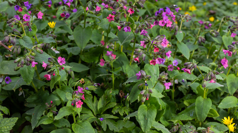 Lungwort in late summer