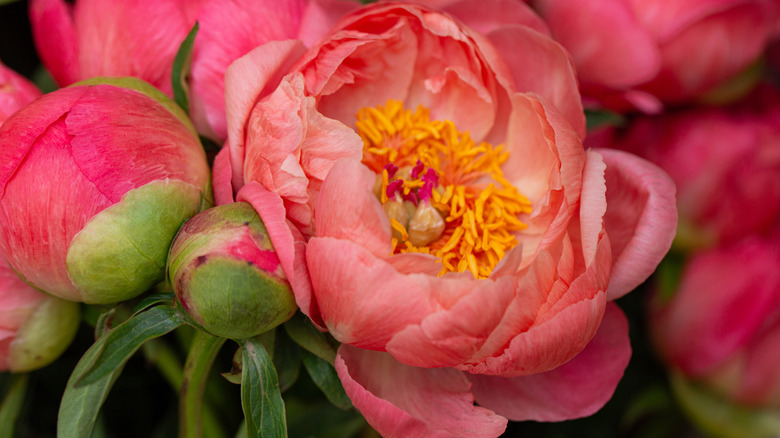 Peony in the summer