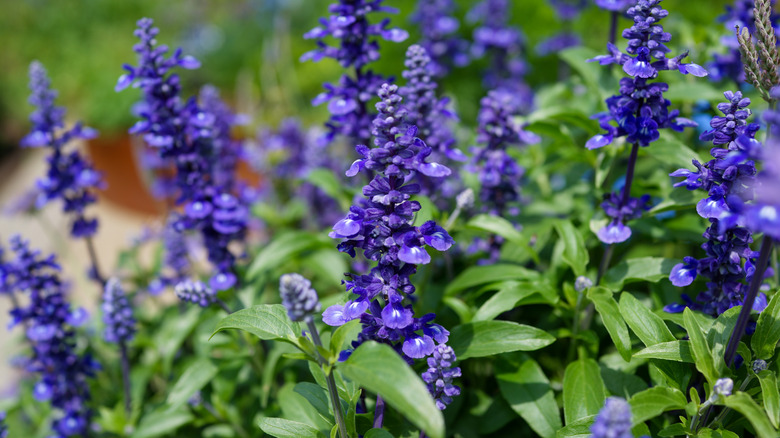 Salvia blossoms in the spring