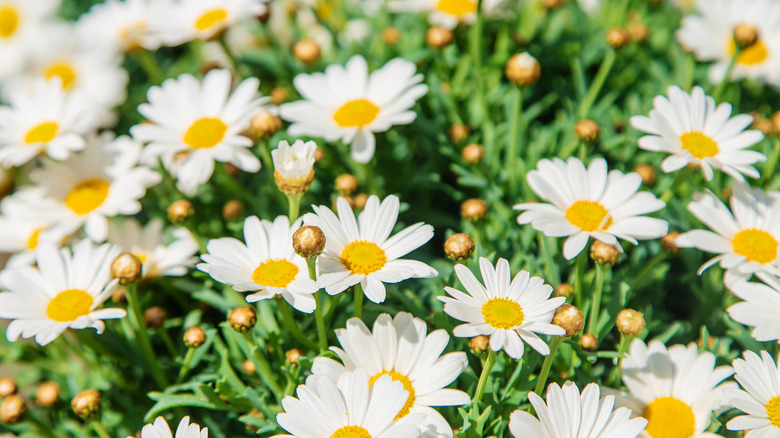 Shasta daisies in the spring