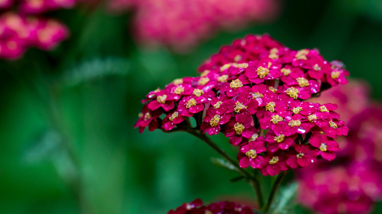 Red yarrow in the summer