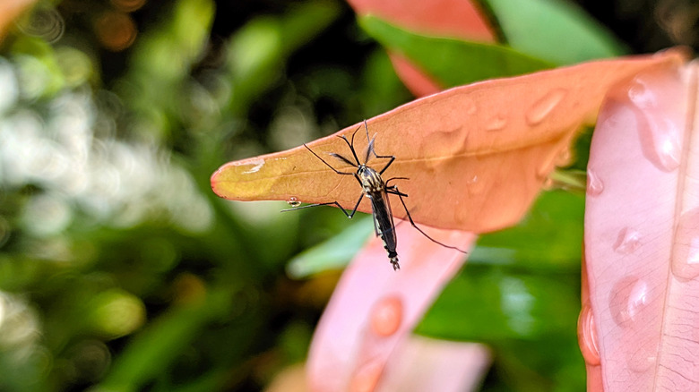 Mosquito on orange plant leaf in garden