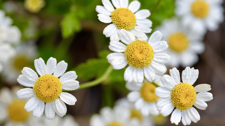 Close up of pyrethrum flowers with yellow centers and white petals