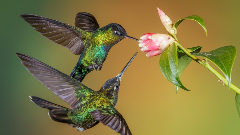 Two hummingbirds at a flower