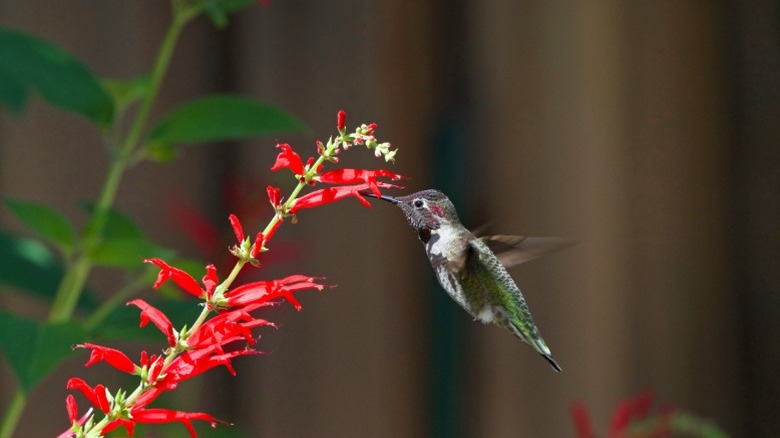 A hummingbird getting nectar from pineapple sage