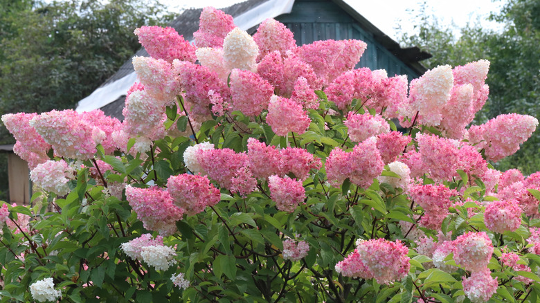 'Pinky Winky' hydrangea in full bloom
