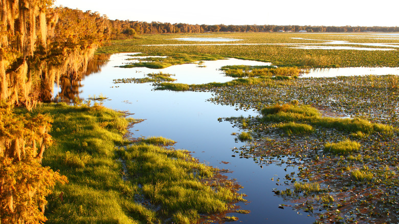 View of Lake Arbuckle in Florida