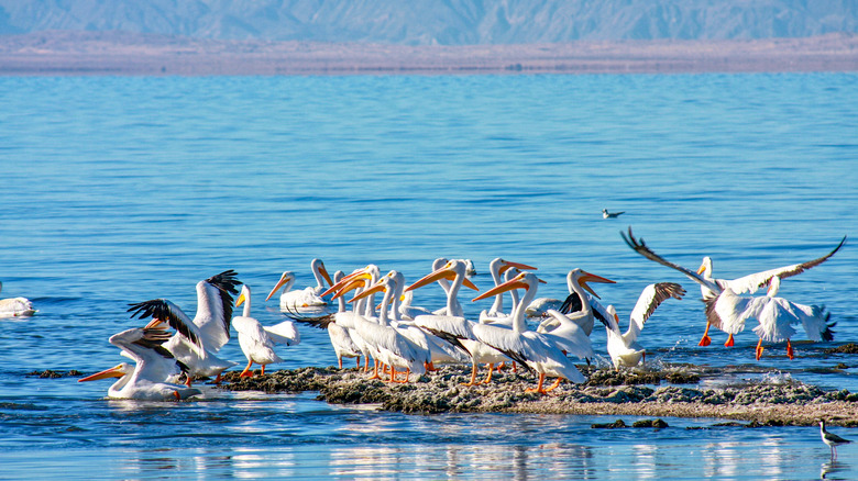 white pelicans gather on the Salton Sea