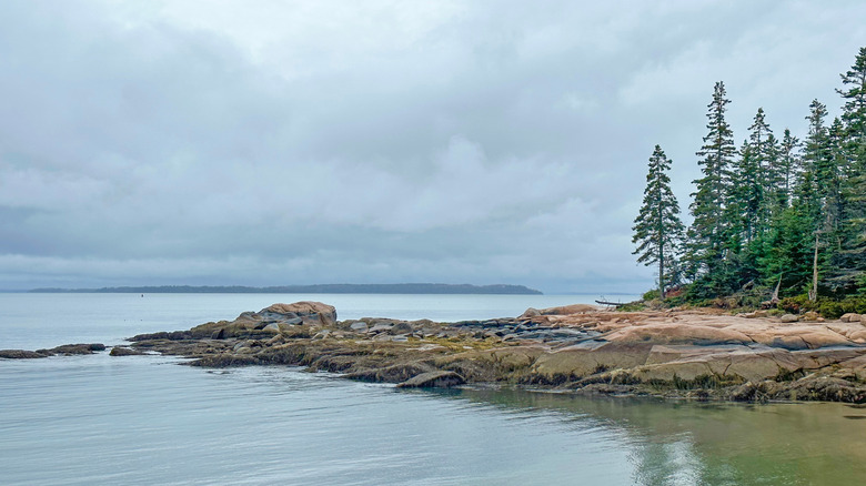 trees grow on a rocky island in Maine