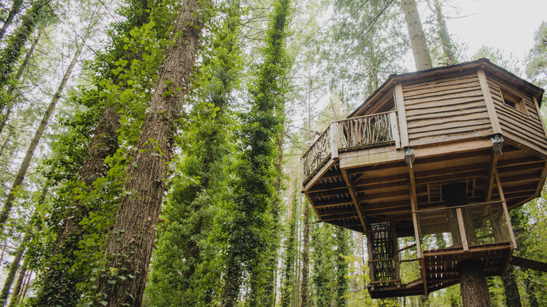 A large wooden treehouse with a winding set of stairs
