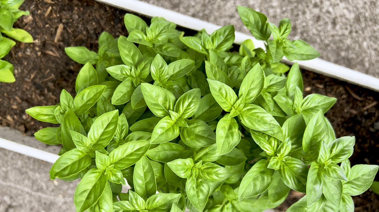 Basil in a planter
