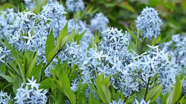 Light blue Eastern bluestar in bloom with green leaves