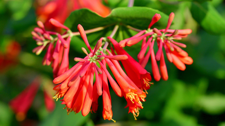 Trumpet honeysuckle blooms