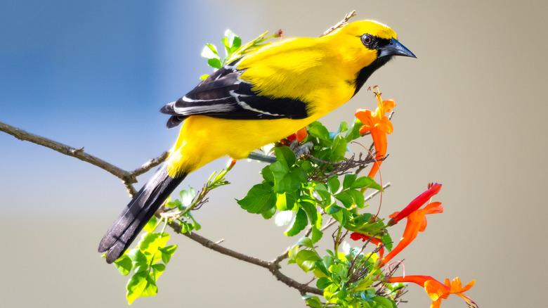 Hooded oriole on honeysuckle limb