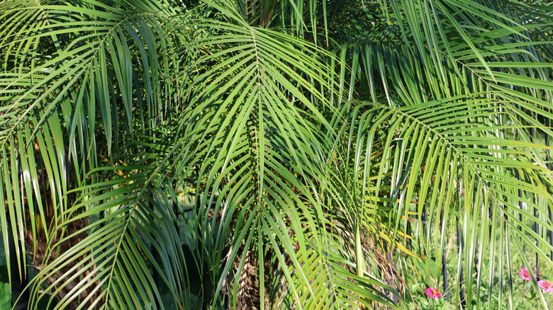 Pygmy date palm leaves