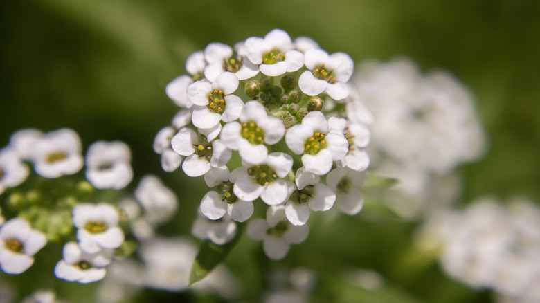 Sweet alyssum flowers
