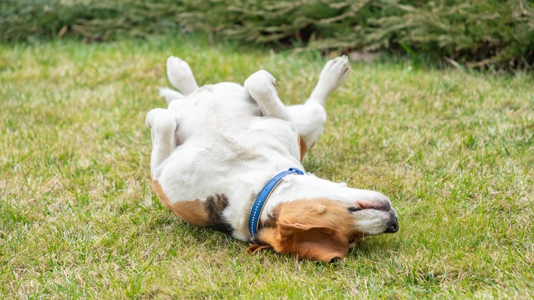 A brown, black, and white dog rolling in grass