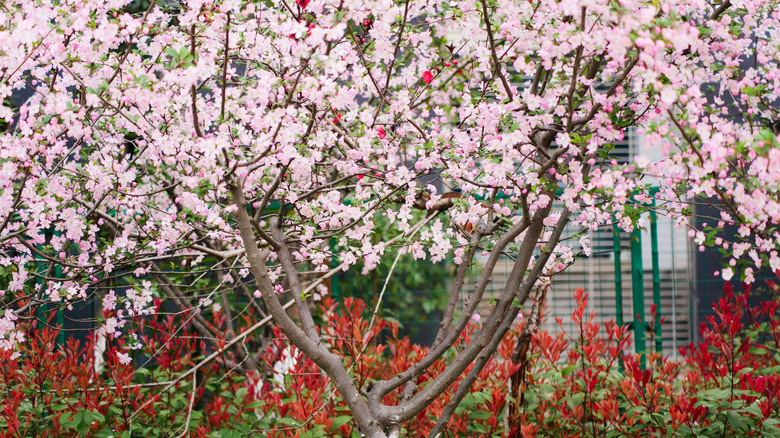 A stunning pink crabapple tree in full bloom