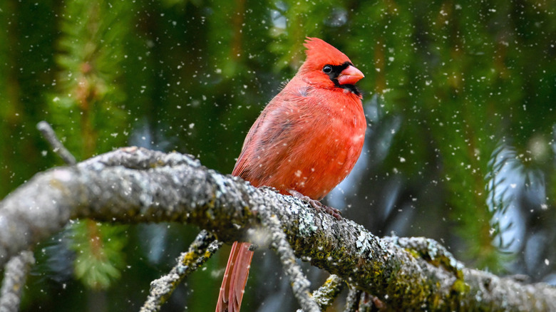 A cardinal sits on a tree branch during a winter storm