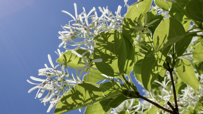 Close-up photo of fringe tree flowers