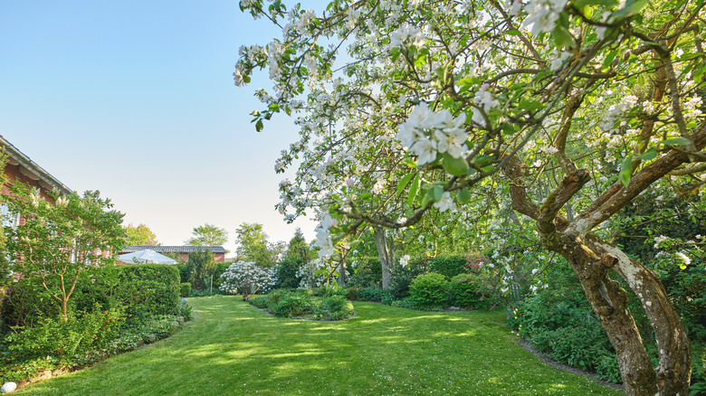 Yard with flowering trees