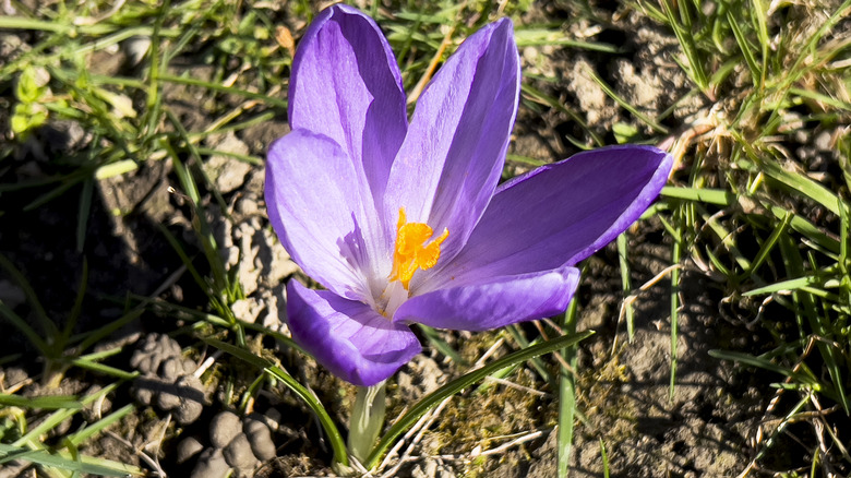 a purple crocus flower blooms