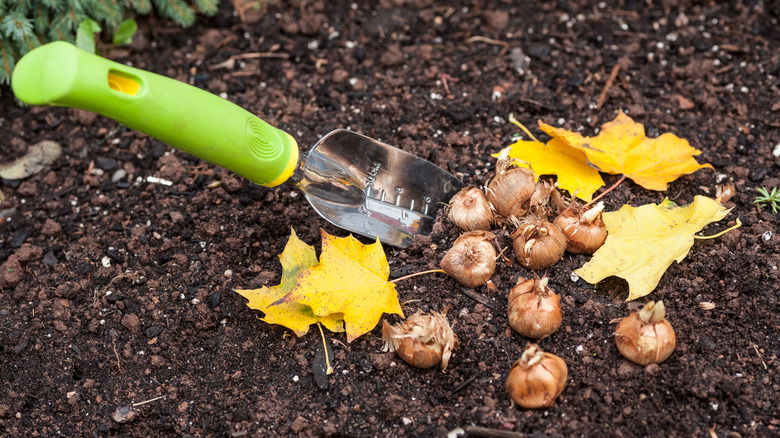 crocus bulbs on dirt in a garden during fall