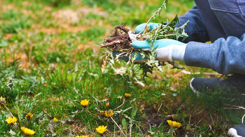 Person removing weeds from a yard