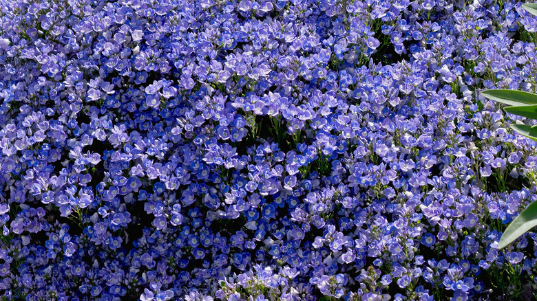 Turkish speedwell (Veronica liwanensis) in bloom