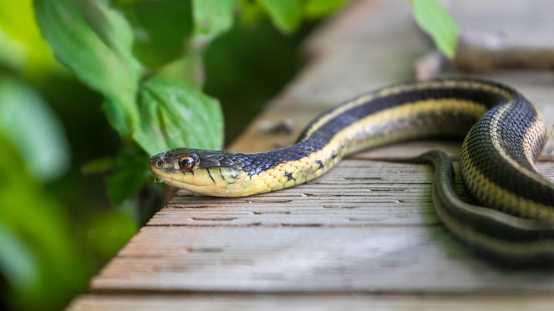 A garter snake on a deck near bushes