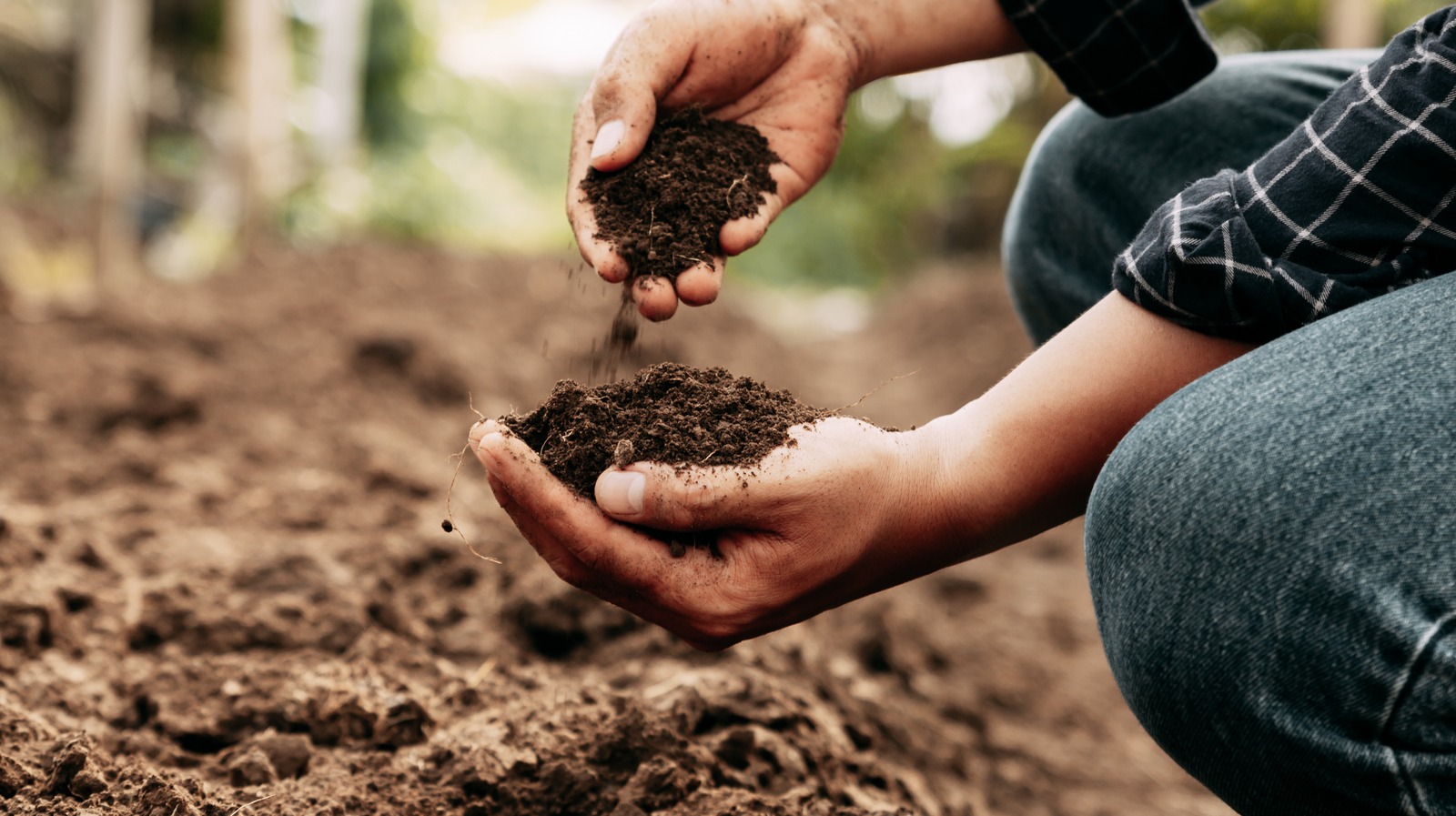 Plants That Add Nitrogen To Your Garden Soil