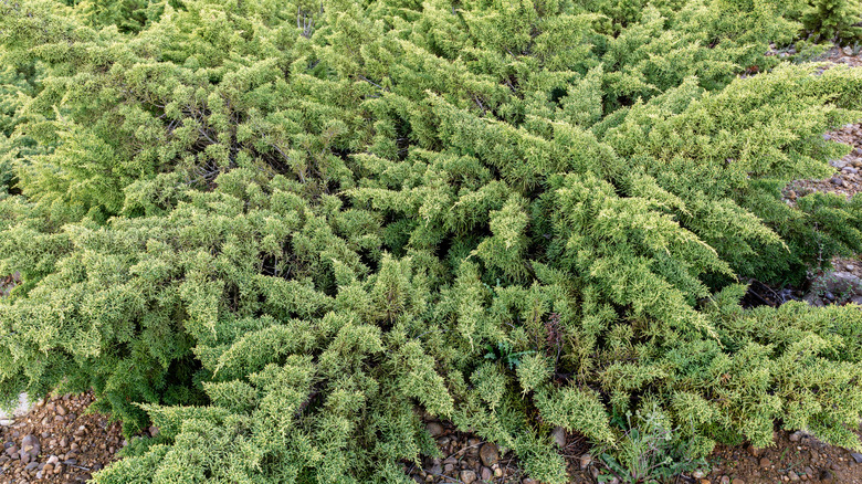 A dense creeping juniper shrub