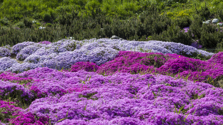 A garden bed densely planted with creeping phlox