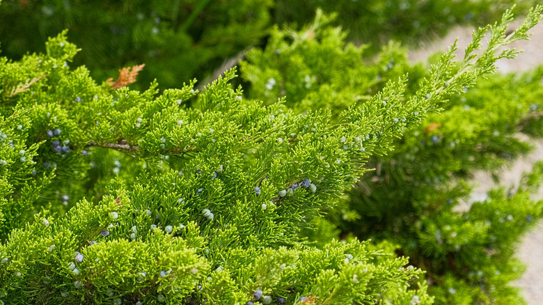 A low-growing dwarf-type cypress shrub