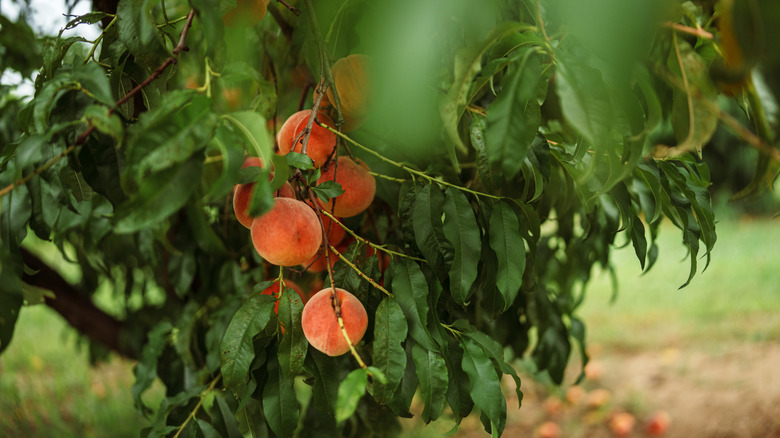 Ripe peaches hanging from a tree