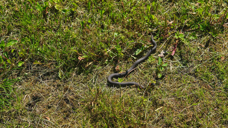 A snake slithering through a yard with unkempt grass