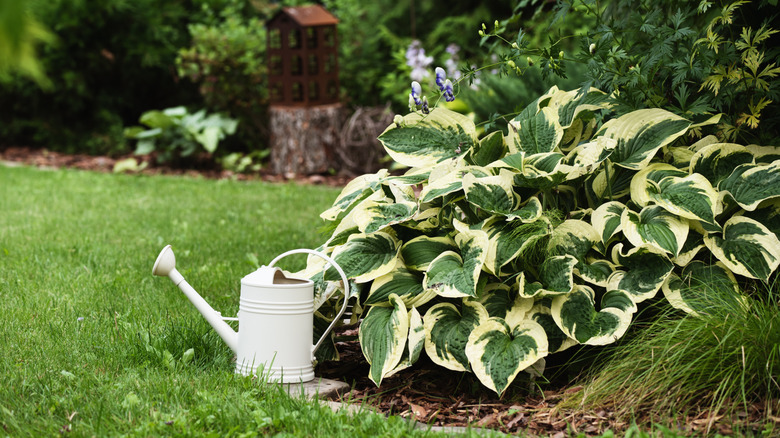 A beautiful hosta plant in a garden with a watering can placed next to it
