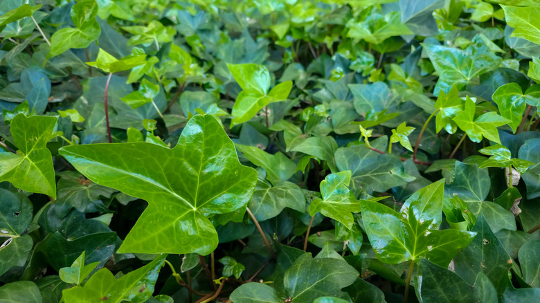 Green ivy foliage providing dense ground cover