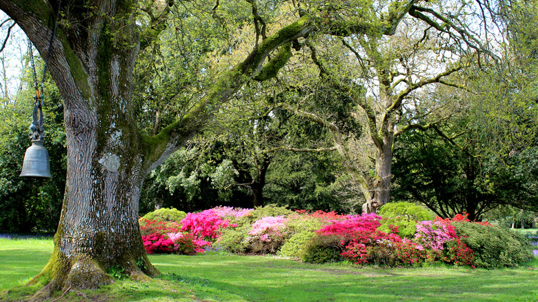 A beautiful garden setting including a large oak tree