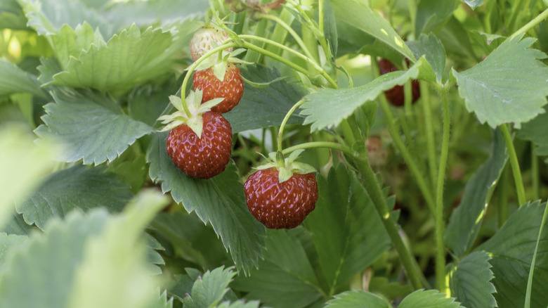 Fruits growing in a densely-planted strawberry patch