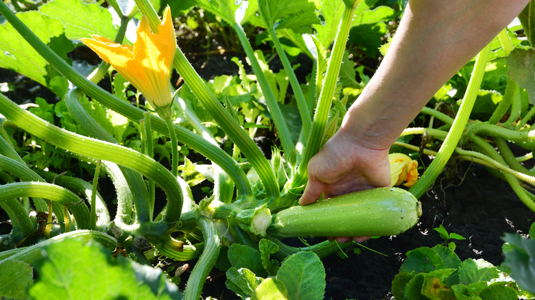 A gardener harvesting fruit from a dense zucchini patch