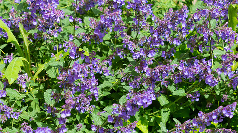 Catnip blooms