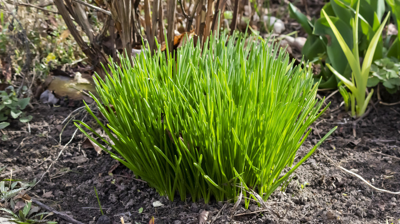 Green chives growing in garden