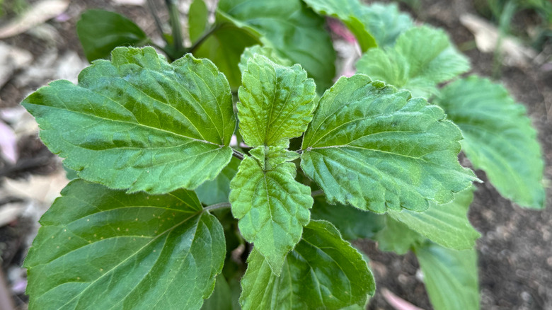 Clove basil