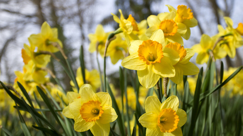 Daffodil flowers