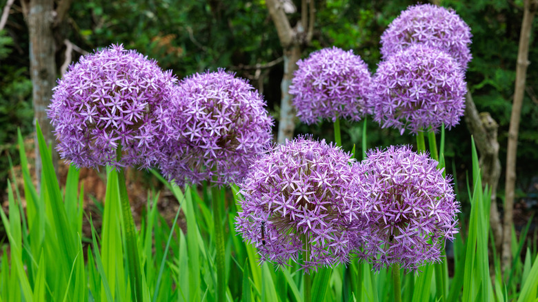 Flowering onion blooms