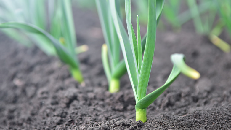 Garlic plants in garden