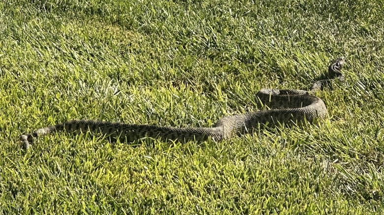 Large snake in yard